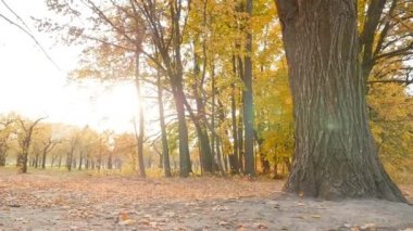 Beautiful autumn forest with yellow leaves. Bright rays of the sun through the leaves
