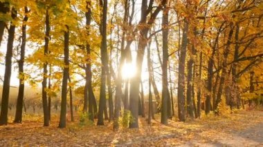 The sun shines through the autumn trees in the forest. Camera in motion