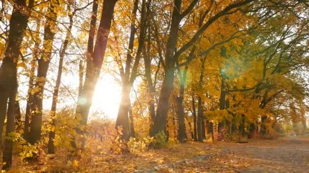 Picturesque autumn forest. Bright rays of the sun. Slow motion — Stockvideo