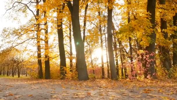 La cámara subjetiva se mueve a través del bosque otoñal. Los rayos brillantes del sol a través del follaje amarillo. Movimiento lento — Vídeo de stock