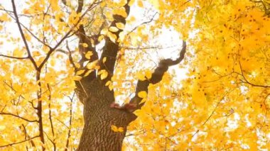 Red squirrel sits on a tree. Bright yellow leaves. Autumn Park. Camera in motion