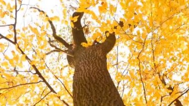 Red squirrel sits on a tree and eats a nut. Autumn forest with yellow leaves. Camera in motion