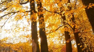 Rays of the sun shine between the trees. Autumn forest with yellow foliage