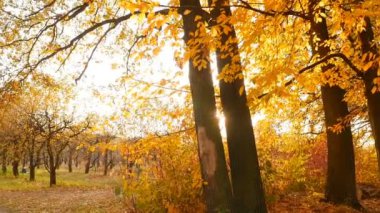 Bright rays of the sun in the autumn forest. Colorful landscape with yellow trees. Camera in motion
