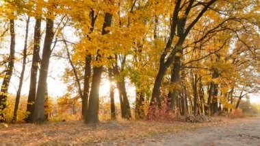 Picturesque landscape in the autumn forest. Bright glare of the sun. Camera in motion