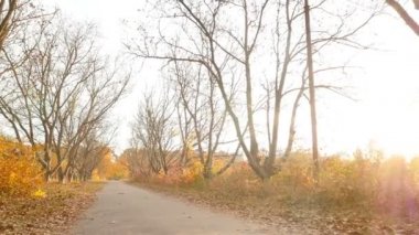 Picturesque road with trees. Minimalism. Bright rays of the sun