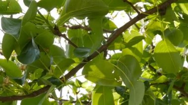 Yeşil yaprakların arasından geçen parlak güneş ışınları. Yakın plan. Yavaş çekim