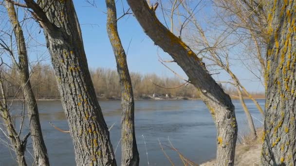 Güzel mavi gökyüzü olan görkemli bir nehir. Ağaçlarda sarı yosun — Stok video