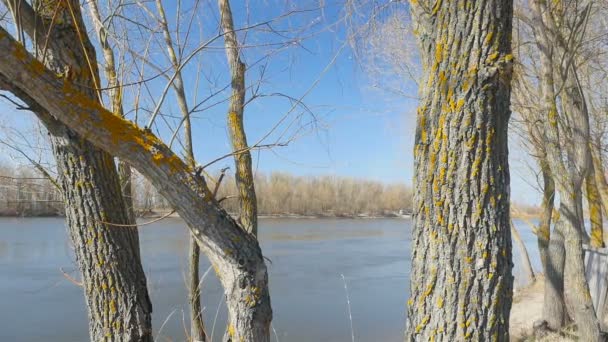 Trees with yellow moss near the river. Bright blue sky. Camera in motion — Stock Video