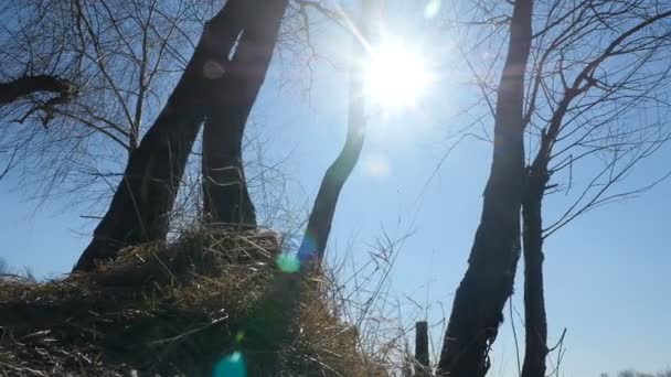 Высокие деревья против голубого неба. Яркое солнце. Вид снизу. Камера в движении — стоковое видео