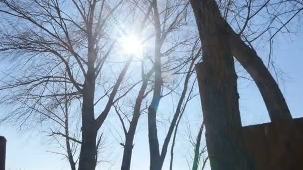 Botten utsikt över träd mot den blå himlen. Ljus sol lyser i kameralinsen. Kamera i rörelse — Stockvideo