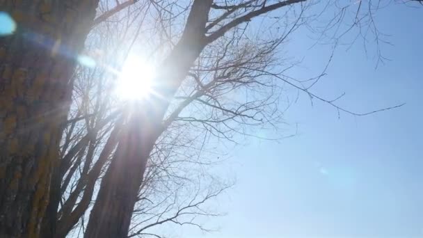 Hermoso musgo amarillo en un árbol sin hojas. vida silvestre — Vídeo de stock