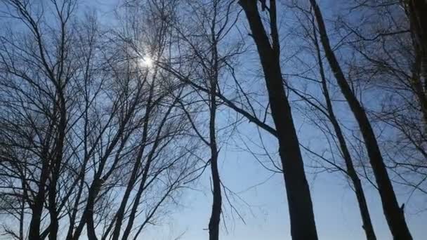 아름다운 태양 광선 이 나뭇잎 이 없는 나무들 사이로 비춘다. 뒤에 보이는 것은 포화푸른 하늘 — 비디오