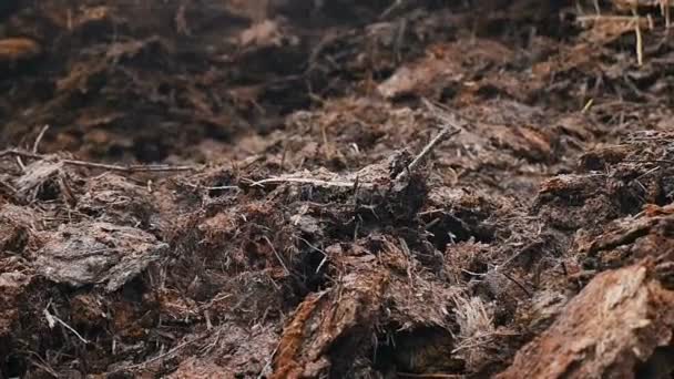 Detailní záběr hnoje. Venkov. Zpomalený pohyb — Stock video