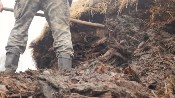 En arbetare på en gård plockar upp gödsel med högaffel. Långsamma rörelser — Stockvideo