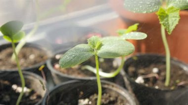 Salatalık filizleri serpiyor. Yakın plan.