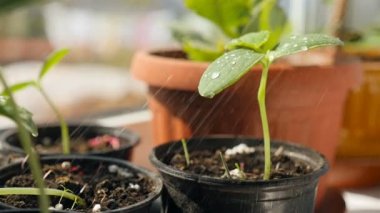 Salatalıklı fideleri sulamak. Yakın plan.