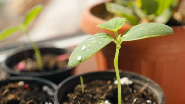 Uma gota de água em uma planta cultivada de sementes. Mudas de pepinos. Close-up — Vídeo de Stock