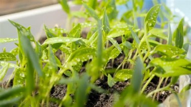 Dolmalık biber tohumu. Yakın plan.