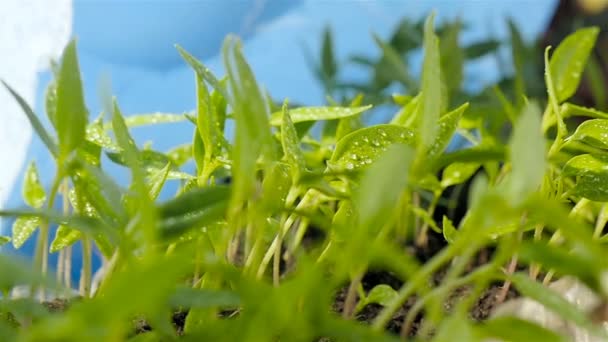 在温室条件下种植植物。给幼苗浇水蓝色背景 — 图库视频影像