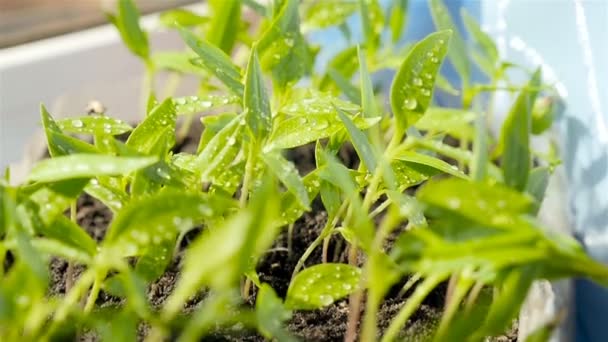 Kleine paprika planten. Druppels water op de bladeren — Stockvideo