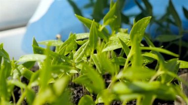 Yeşil dolma biber tohumları. Sera bitkisi. Su püskürtme
