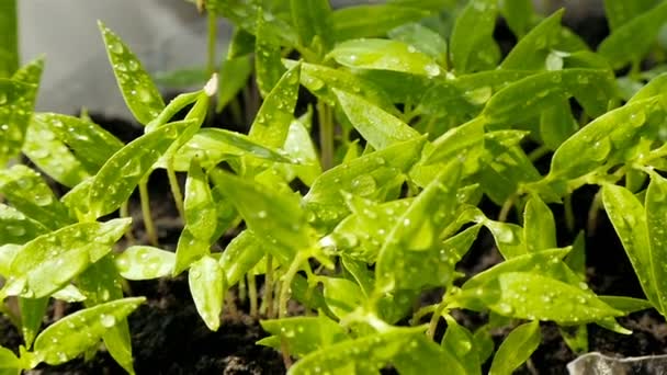 Jonge zaailingen van paprika. Druppels water op de bladeren. Close-up — Stockvideo