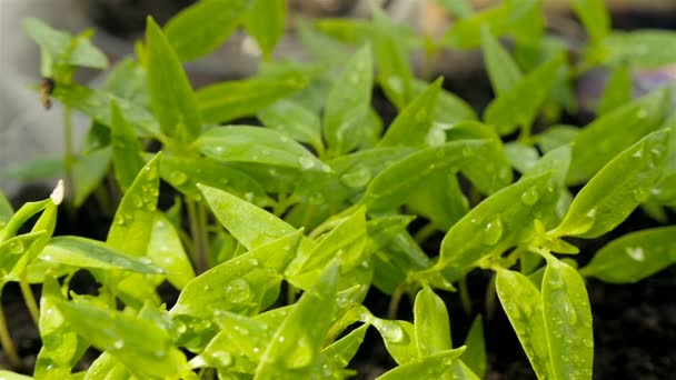 Cultivando plantas en casa. Plántulas jóvenes de pimienta. Gotas de agua en las hojas. Primer plano — Vídeos de Stock