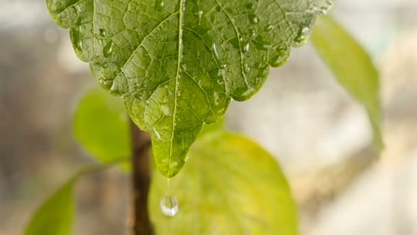Hermosa hoja verde. Gotas de lluvia cerca — Vídeos de Stock