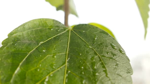 Close-up van een druppel water die op een groene plant valt — Stockvideo