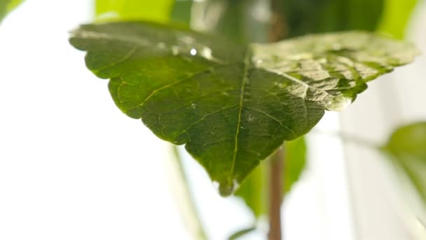 Víz csöpög a növény széles levelére. Közelkép. Lassú mozgás. — Stock videók