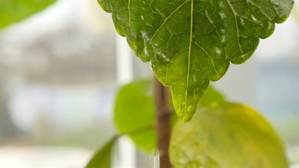 Bella foglia di un impianto con una goccia d'acqua. Al rallentatore. Primo piano — Video Stock