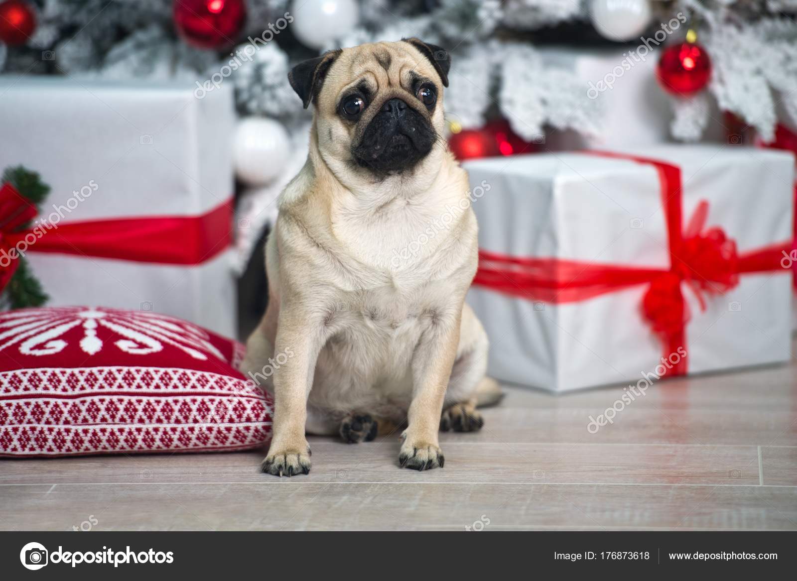 Dog Pug Chair Presents Concepts Christmas Year Dog Stock Photo