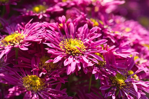 Beautiful Chrysanthemums in garden. Flowers as background picture. Chrysanthemum wallpaper. Japanese style. Autumn garden of chrysanthemums.