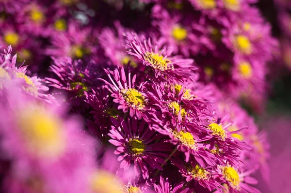 Beautiful Chrysanthemums in garden. Flowers as background picture. Chrysanthemum wallpaper. Japanese style. Autumn garden of chrysanthemums.