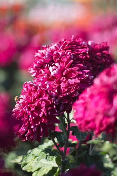 Beautiful Chrysanthemums in garden. Flowers as background picture. Chrysanthemum wallpaper. Japanese style. Autumn garden of chrysanthemums.