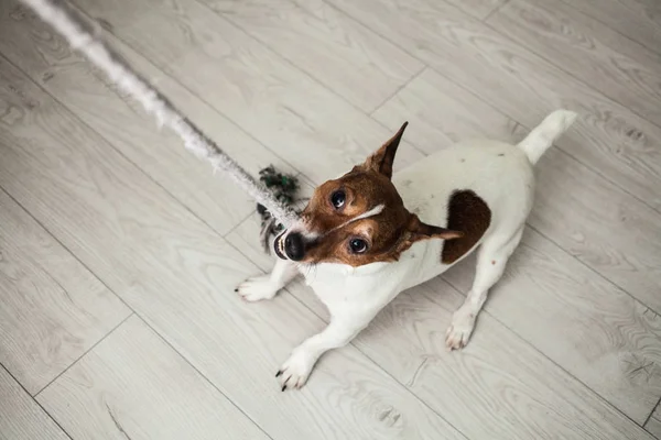 Pequeno cão Jack Russel terrier branco e marrom brincando com a cor — Fotografia de Stock