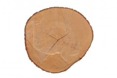 Ahşap gövde, yıllık halkaları, yıl halkaları, çatlaklar. İzole beyaz arka plan.