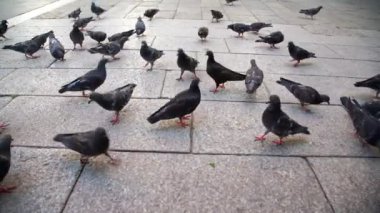 Güvercinler, meydanda yiyecek ve gagalama tohumları arar.