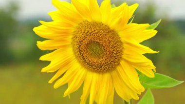 Güzel sarı ayçiçeği rüzgarda sallanıyor yavaş çekimde yakın çekim