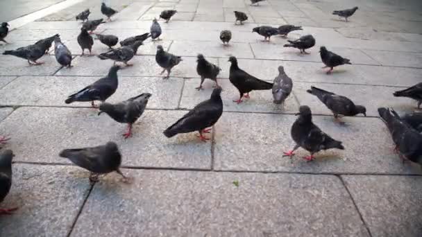 Pigeons look for food and peck seeds in piazza closeup — Stock Video