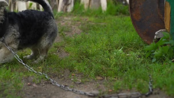 Маленькая собака на цепи грабит землю низкоугольный выстрел замедленной съемки — стоковое видео