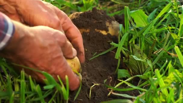 Velho homem mãos desenterrar e limpar batatas lento movimento closeup — Vídeo de Stock