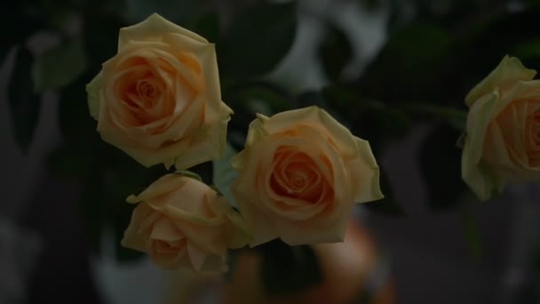 Εκπληκτικό μάτσο τρυφερά μπεζ και κίτρινα φρέσκα τριαντάφυλλα — Αρχείο Βίντεο