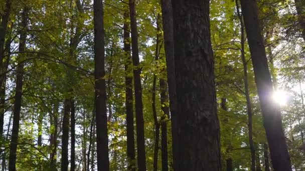 Napsugarak keresztül gyönyörű ősz vastag erdő zöld levelek — Stock videók