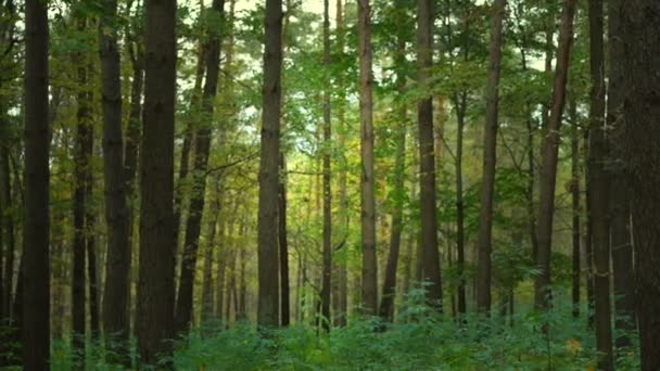 Зелений густий ліс з травою на землі і тонкими стовбурами дерев — стокове відео