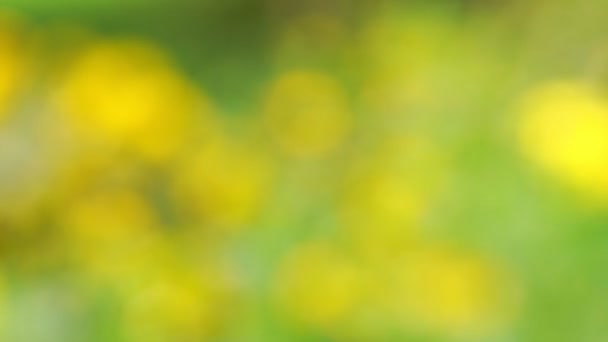 Verschwommene gelbe Blumen wachsen auf hellgrüner Wiese — Stockvideo