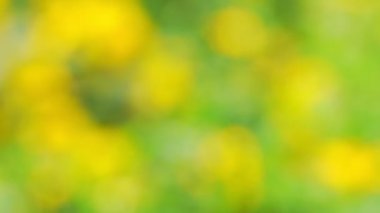 Açık yeşil çayır ve güzel sarı çiçekler.