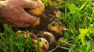 İnsan elleri sebze bahçesinde ağır çekimde büyük patatesleri toplar.