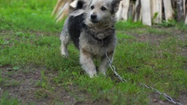 Sevimli köpek hırlıyor ve köyün zeminini yavaş çekimde tırmıklıyor.